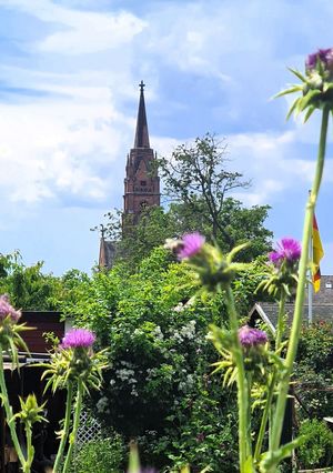 Stadtkirche Langen mit Blumenwiese